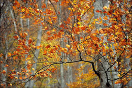 Image of European beech