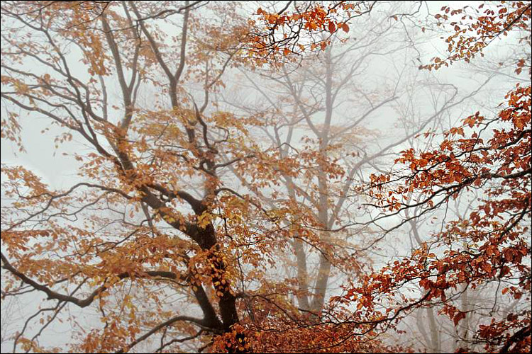 Image of European beech