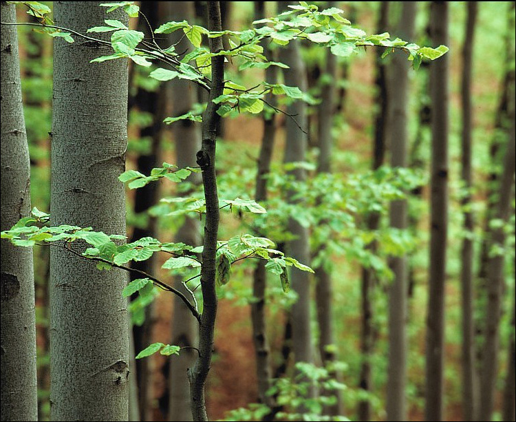 Image of European beech