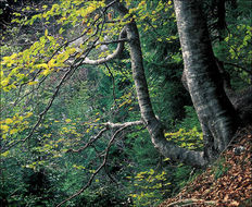 Image of European beech