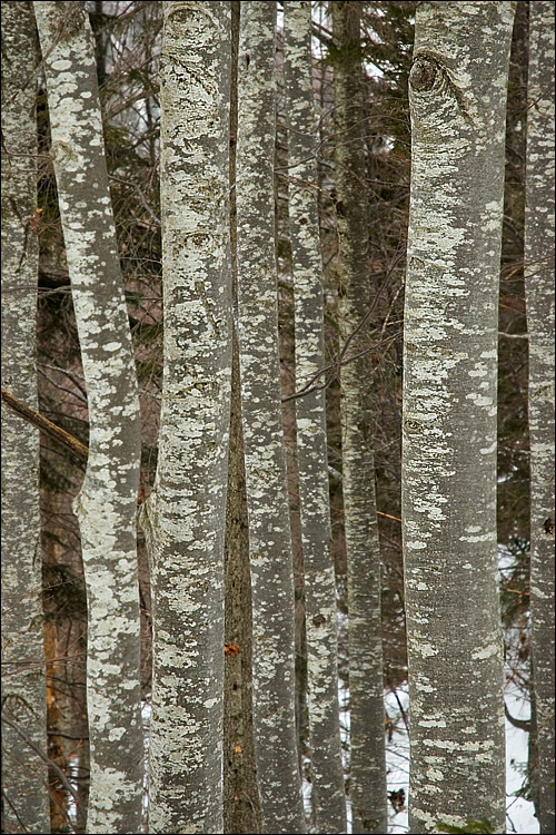 Image of European beech