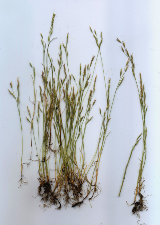 Image of annual hairgrass