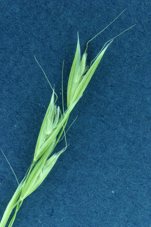 Image of annual hairgrass