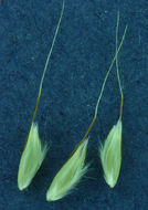 Image of annual hairgrass