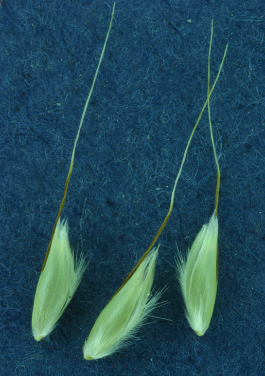 Image of annual hairgrass