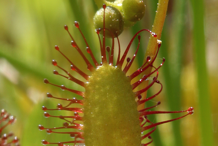 Imagem de Drosera anglica Huds.