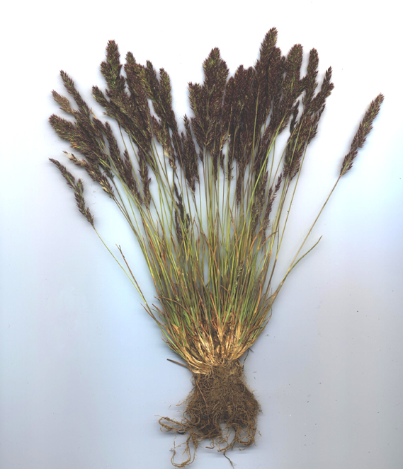 Imagem de Agrostis variabilis Rydb.