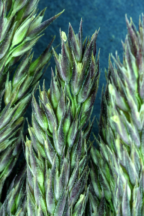 Image of mountain bentgrass