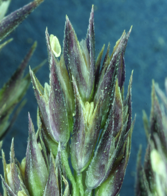 Image of mountain bentgrass