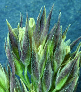 Image of mountain bentgrass