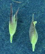 Image of mountain bentgrass