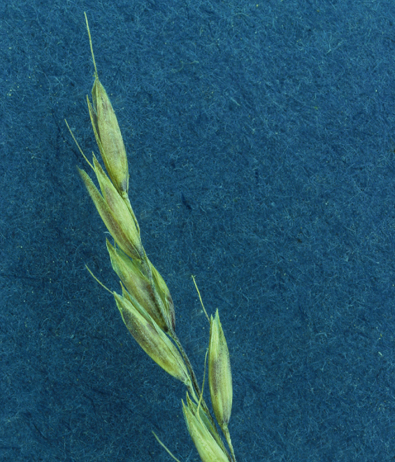 Image of shorthair reedgrass