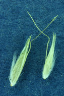 Image of shorthair reedgrass