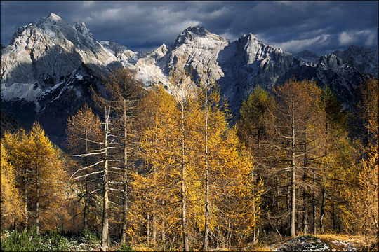 Plancia ëd Larix decidua Mill.