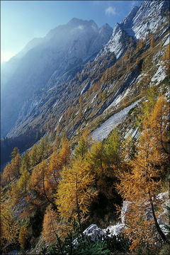 Plancia ëd Larix decidua Mill.