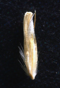 Image of Bluejoint Reed Grass