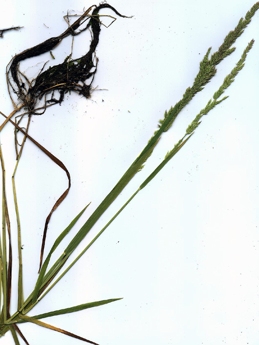 Image of spike bentgrass