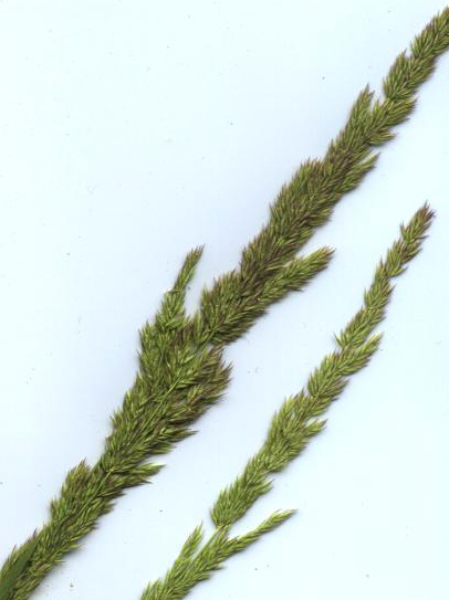 Image of spike bentgrass