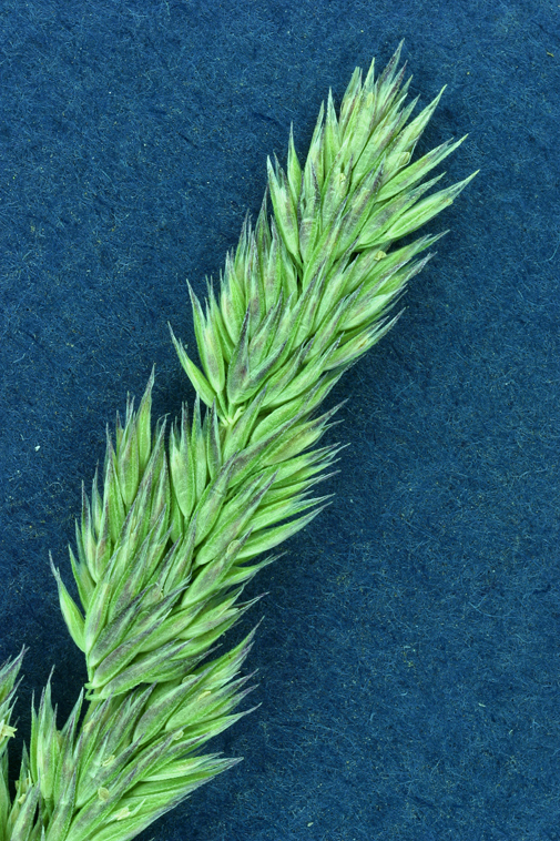 Image of spike bentgrass