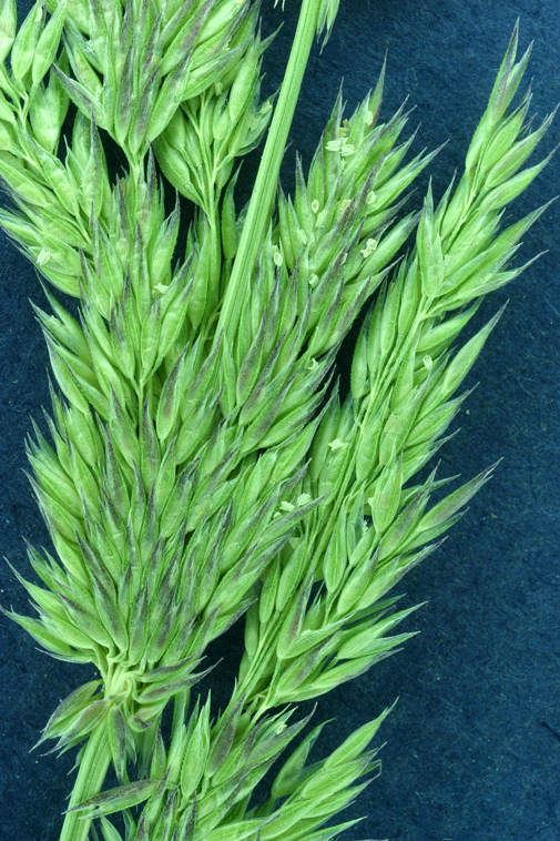 Image of spike bentgrass