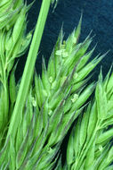 Image of spike bentgrass