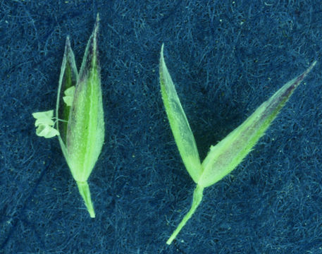 Image of spike bentgrass