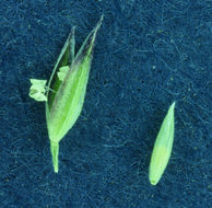 Imagem de Agrostis exarata Trin.
