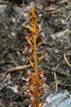 Image of Spotted coralroot