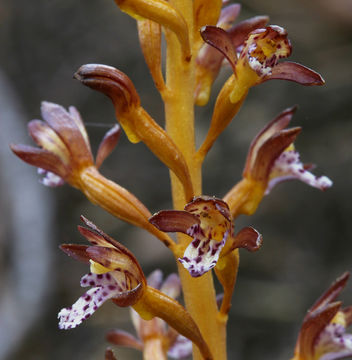 Image of Spotted coralroot