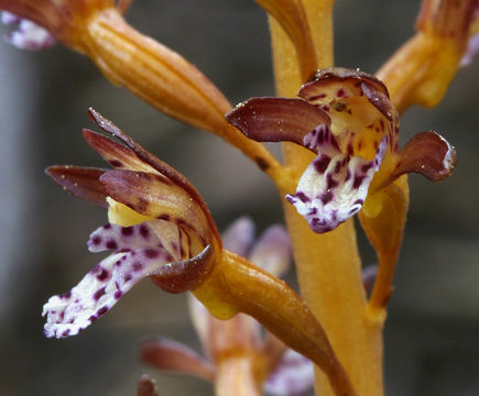 Image of Spotted coralroot