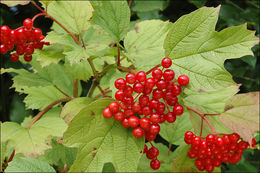 Image of Cranberry-tree