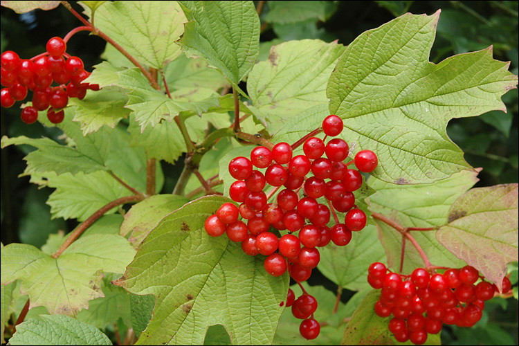 Image of Cranberry-tree