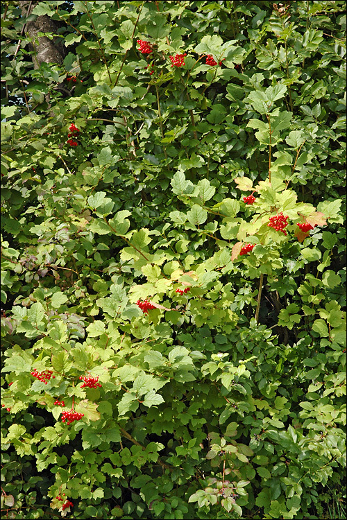 Image of Cranberry-tree