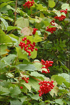 Image of Cranberry-tree