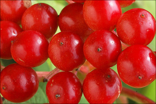 Imagem de Viburnum opulus L.