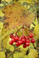 Image of Cranberry-tree