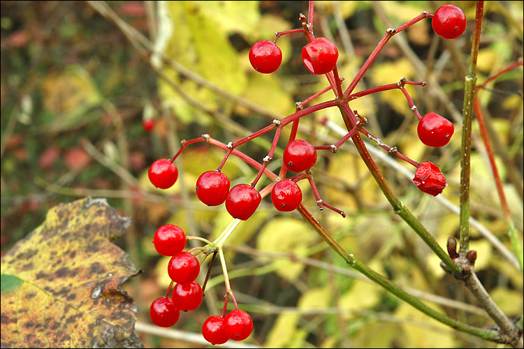 Image of Cranberry-tree