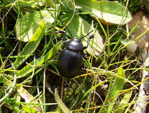 Image of <i>Timarcha tenebricosa</i>