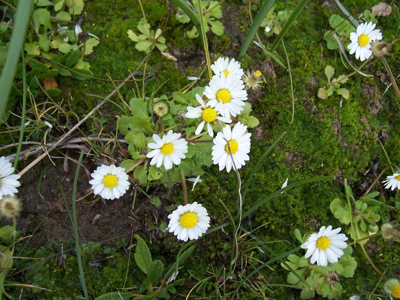 Image of Annual daisy