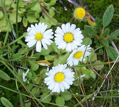 Image of Annual daisy