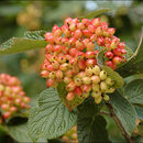 Imagem de Viburnum lantana L.