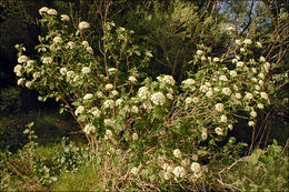 Image of Wayfaring-tree