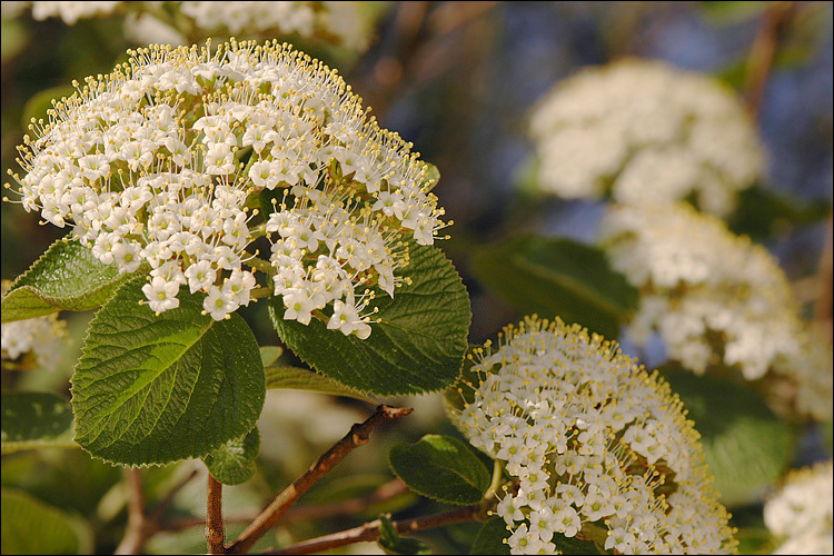 Image of Wayfaring-tree