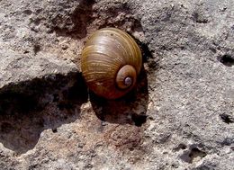 Image of Green Garden Snail