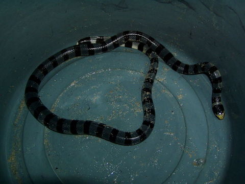 Image of Banded sea krait