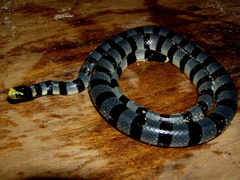 Image of Banded sea krait