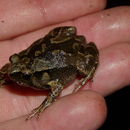 Image of Painted Narrowmouth Toad