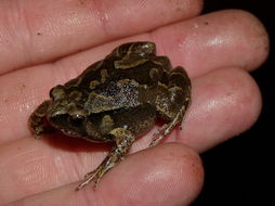 Image of Painted Narrowmouth Toad