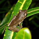 Image of Common Tree Frog