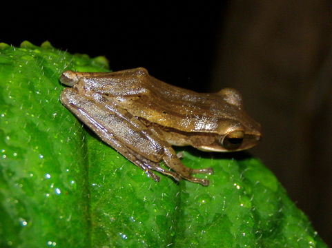 Image of Common Tree Frog